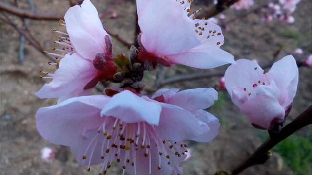 ИКОНАТА НА МОИТЕ ДНИ  АНТОАН -  ВИРТУАЛЕН БАРД АЛБУМ