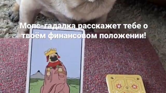 Твоё финансовое положение в скором времени #shorts #mops #мопсгадалка