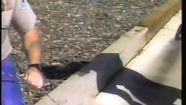 Pinky The Cat (Best Quality Version)