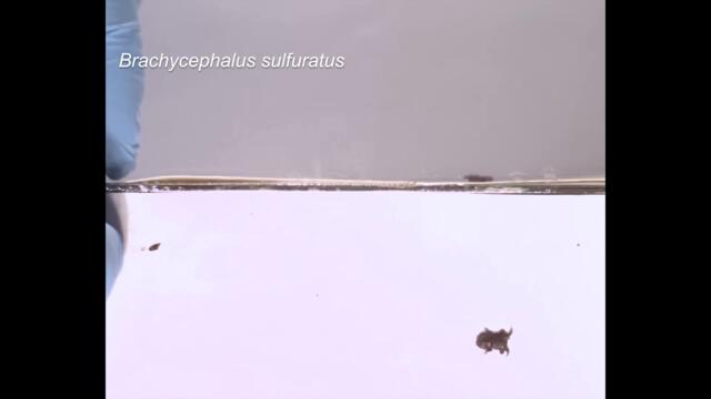 Why can't these frogs jump?