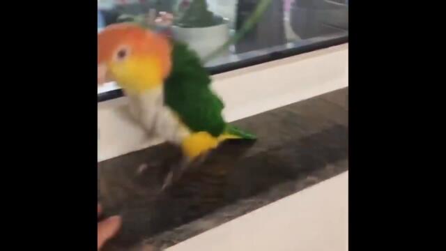 ПРИКОЛЫ С ЖИВОТНЫМИ / СМЕШНОЕ ВИДЕО ПРИКОЛЫ