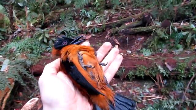 Holding poisonous Hooded Pitohui bird