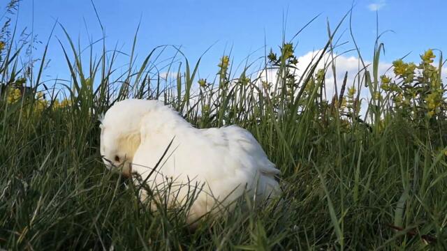 Duck's After Bath Routine, Part - 8