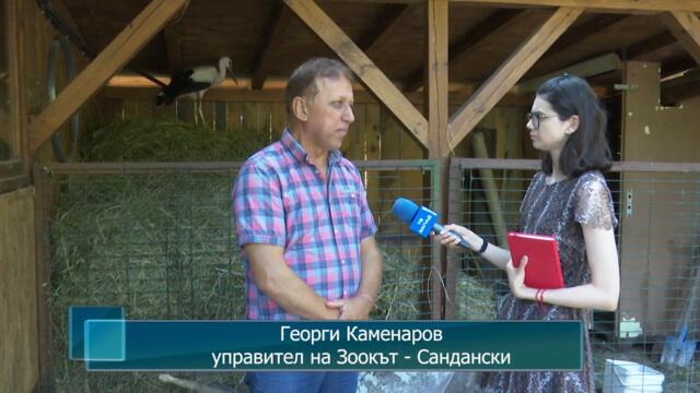 Ранен щъркел е приютен в Зоокът - Сандански