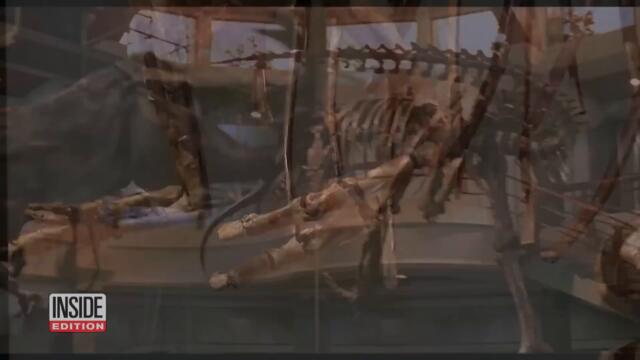 Massive Dinosaur Fossil Sold at Auction for Over $6M