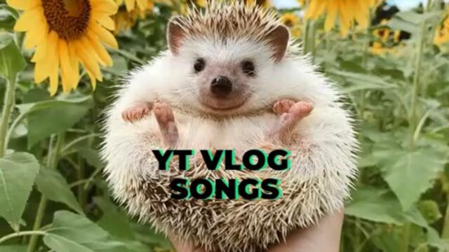 REMIX silly pets bg music from Chillpeach (no copyright)