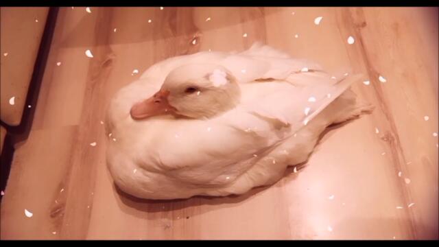 Duck's Summer Daily Routine!