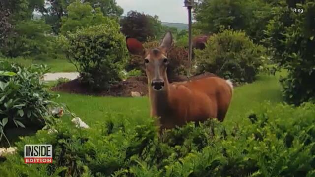 Homeowner Talks to Deer on Ring Camera