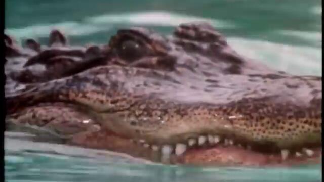 Tears For Fears - Pale Shelter