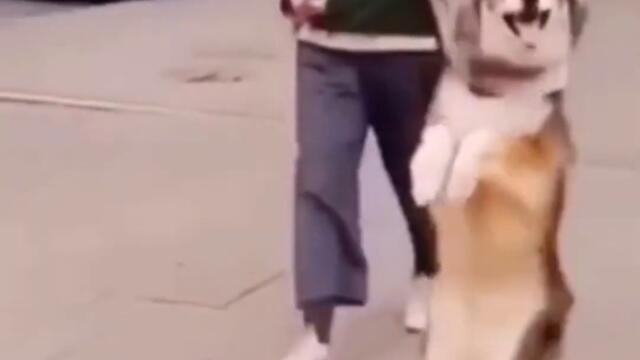 look i can walk on two feet .) #shorts #dog
