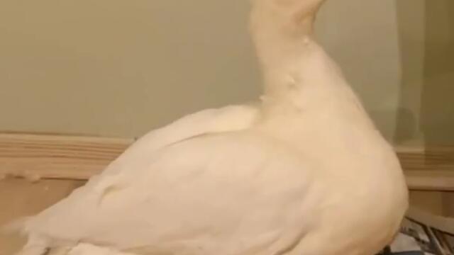 Duck is creating a Mess! #Shorts