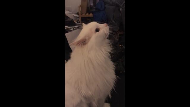 Thurston Waffles Meme Extended Version, Best Quality