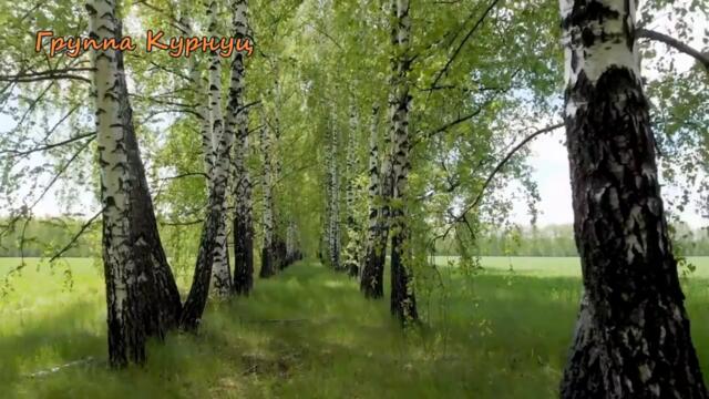 Группа Курнуц  -  Белая берёза