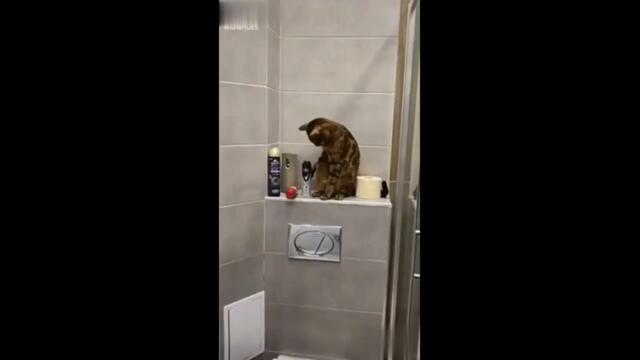 Проказники. Подборка милых и забавных видео с кошками. Смешно : )