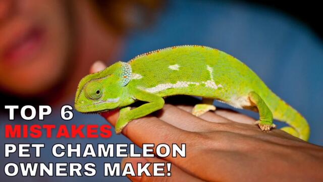 Are Chameleons Dangerous? The Full Guide For Owners - Videoclip.bg