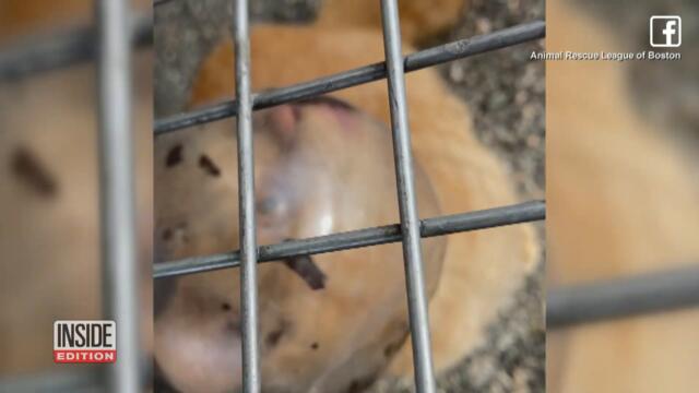 Kitten Gets Glass Bowl Stuck on Head