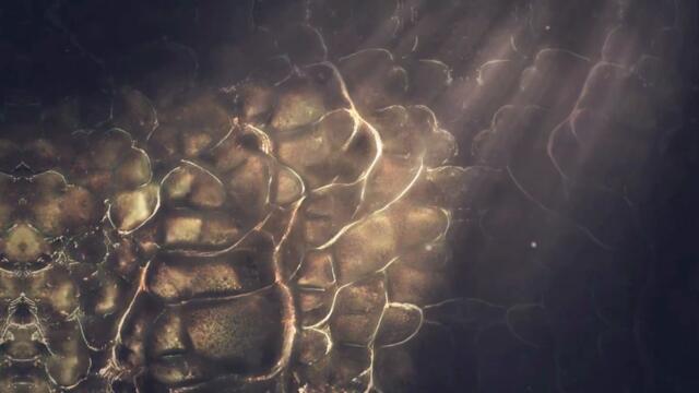 Pressure Points - Collateral (Official Lyric Video)