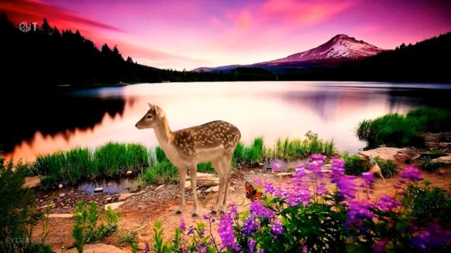4K Wildlife of the Forest TV Background Deer and Birds Chirping Music for Stress Relief 2022-10-17 21:26