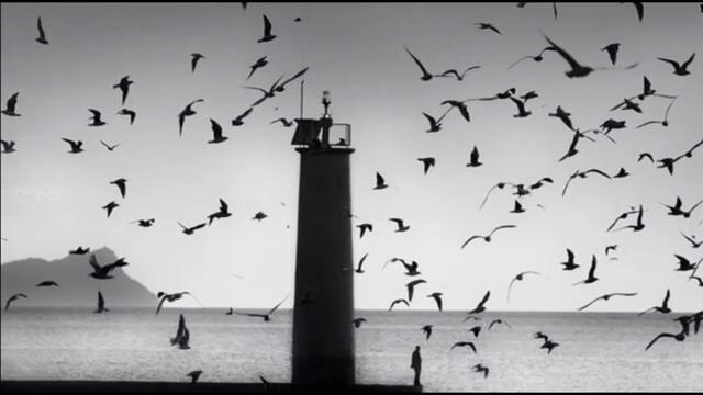 The birds music 🎶 Arrival of The Birds¸.•*´¨♛ Птиците Алфред Хичкок 🎵 ♥ **Ƹ̵̡Ӝ̵̨̄Ʒ ♫•*