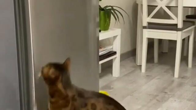 try not to laugh .. THE BEST CUTE AND FUNNY CATs