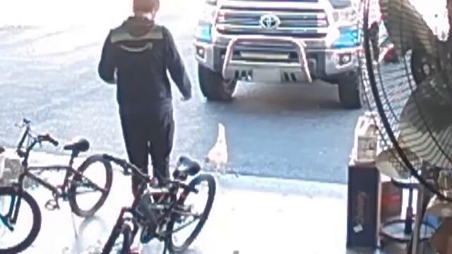 Chicken vs. Amazon Driver: Delivery Driver Battles Rogue Animal