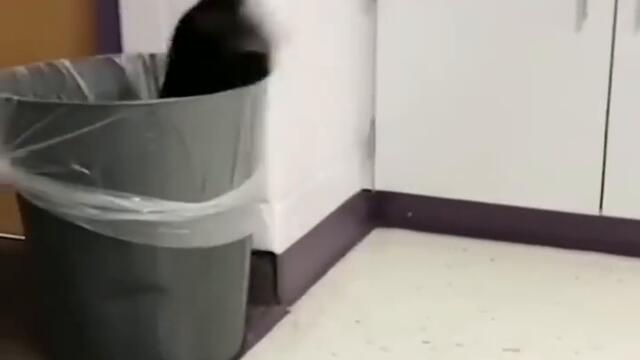 TRY NOT TO LAUGH . Weird Rabbits you've never seen before .ANIMALS FUNNIEST VIDEOS 2022