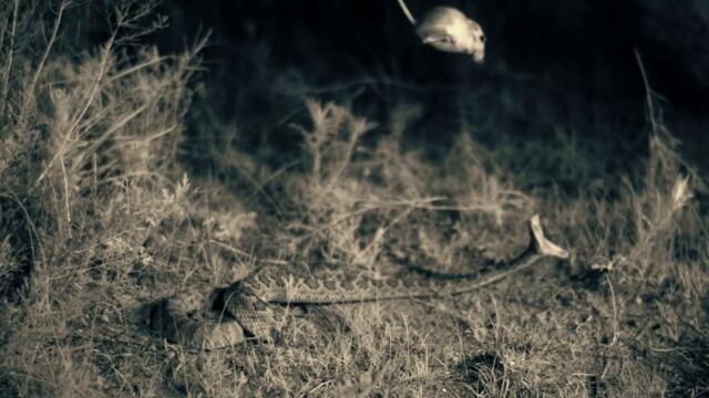 This is Why Snakes FEAR Leopards...