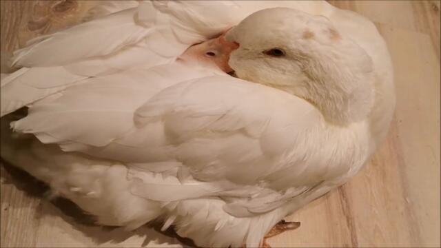 Duck's Mid Summer Routine!