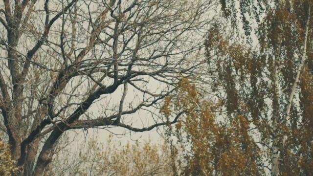 Thea & The Wild - Rip Tide