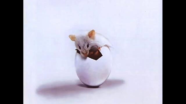 Triumvirat - Mister Ten Percent