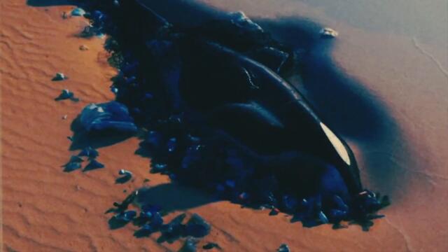 Robert Cichy - Android (No Echoes remix)