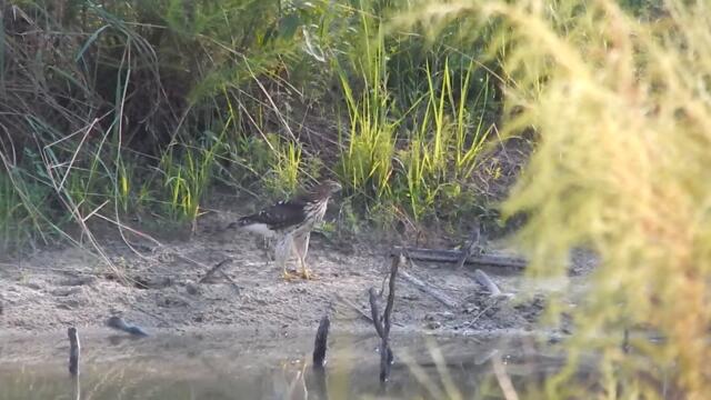 Juvenile Cooper's Hawk Hanging Out At The Pond