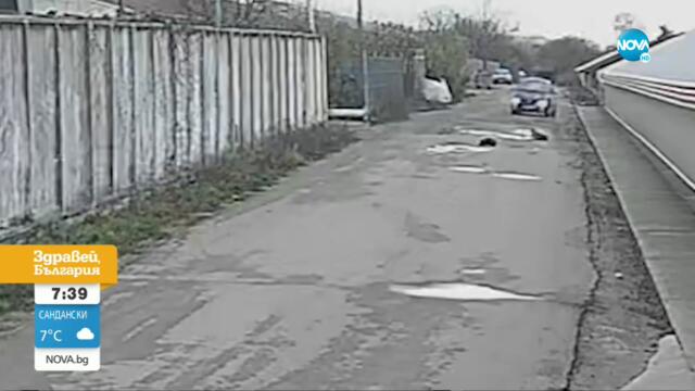 АГРЕСИЯ: Мъж опита да прегази две бездомни кучета в Русе, удари едното - Здравей, България