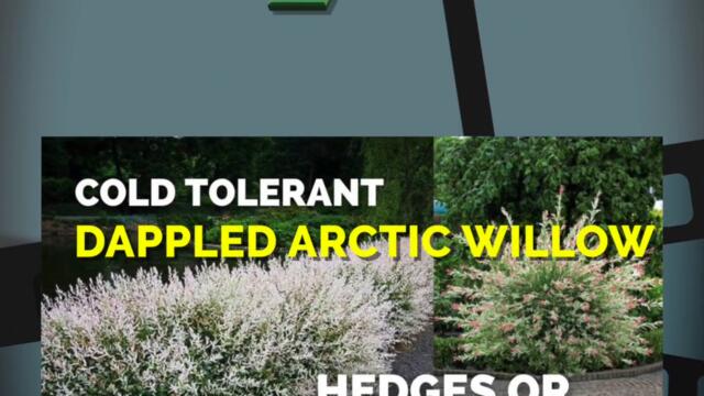 Top 10 for 2022  | Have You Seen These Videos? | Plant of the Week Playlist