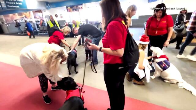 Airport Therapy Dogs Make Traveling Easier