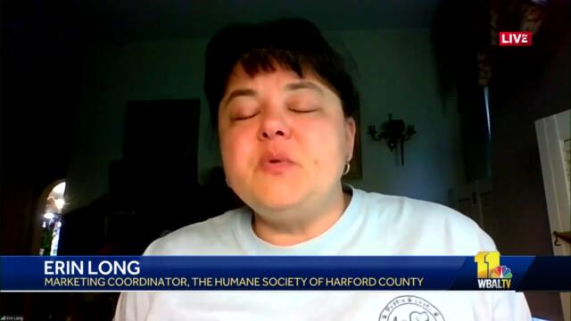 Meet Tatum, dog up for adoption