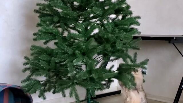 Christmas tree is a big toy | Nafantik 🐾🎄 #shorts