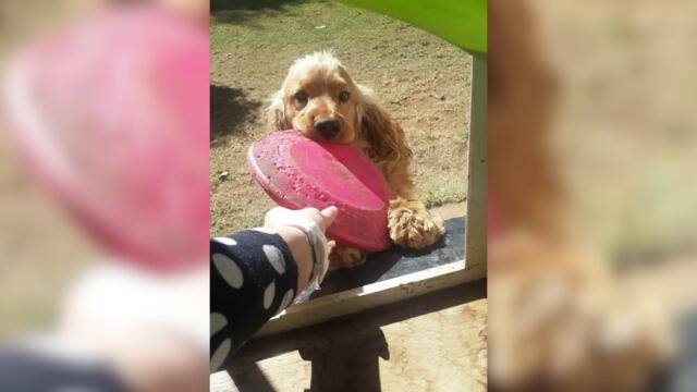 Фантастическая лень!