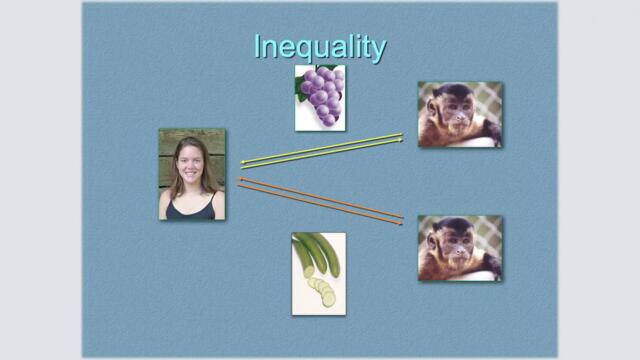 Two Monkeys Were Paid Unequally: Excerpt from Frans de Waal's TED Talk