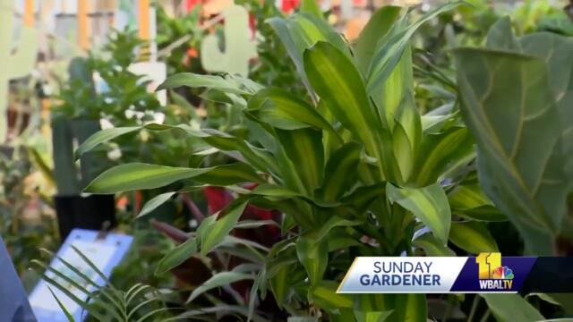Sunday Gardener: Adding greenery in the winter