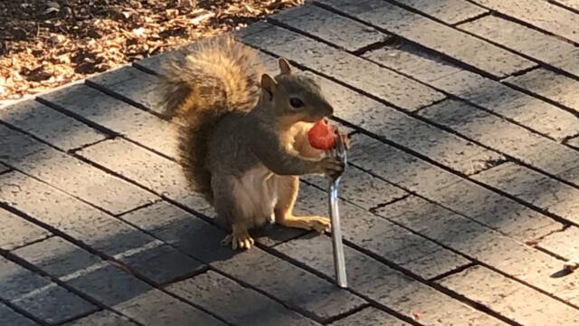 Что сегодня нам подготовил этот безумный мир?