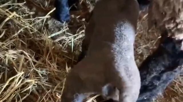 Bad Sheep Momma & no sheep wrestling today