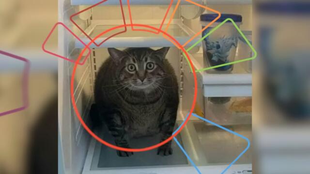 Животные в неожиданных местах