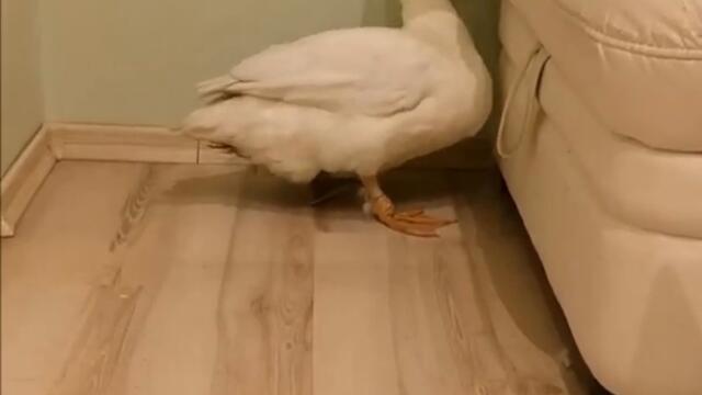 Dramatic Duck is creating a mess! #Shorts