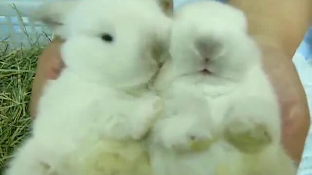 Sweet baby bunny,bunnies kiss
