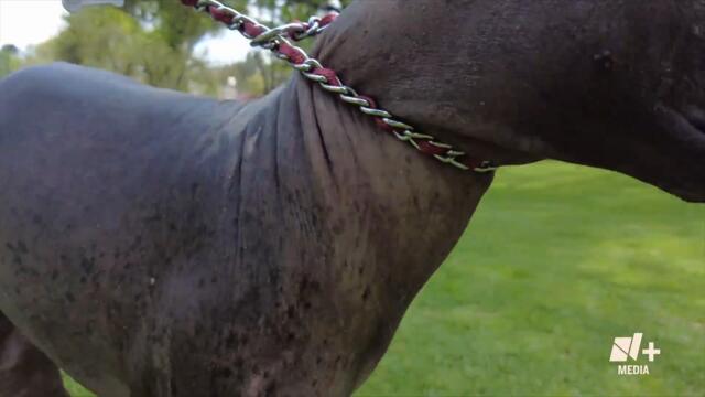 Xoloitzcuintles son preservados en santuario de CDMX - Bien y de Buenas