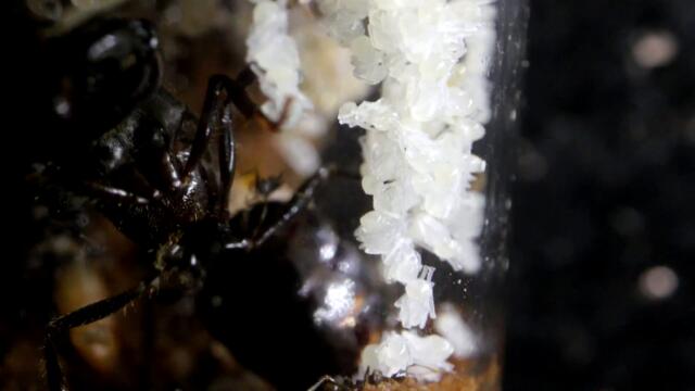 A CASTLE Full of ANTS SWALLOWS a MEALWORM Whole