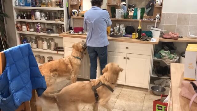 Golden Retrievers do their dinner dance