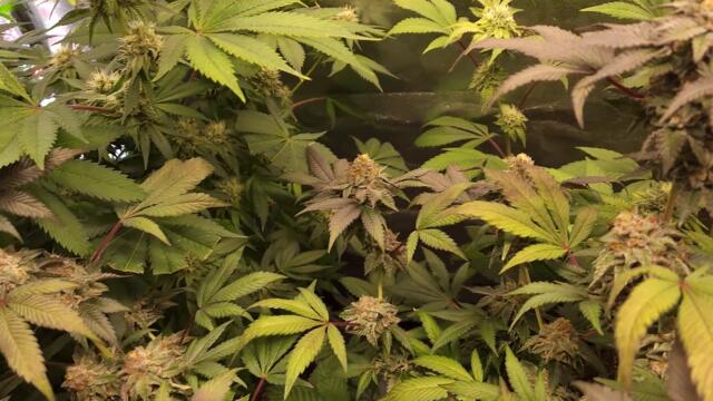 full garden tour for Thursday March 16, 2023