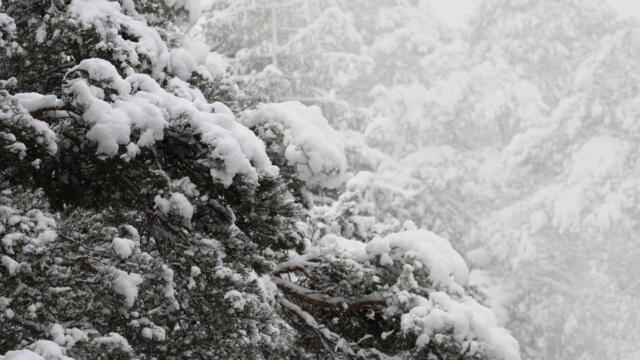 Red Squirrels in Winter with Relaxing Music - HDR